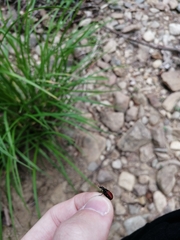 Apoderus jekelii