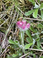 Antennaria dioica