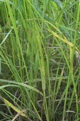 Mastigosporium album