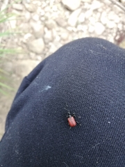 Apoderus jekelii