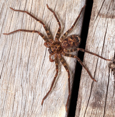 Heteropoda longipes