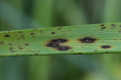 Mastigosporium album