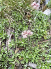 Antennaria dioica