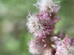 Antennaria dioica
