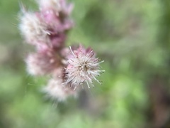 Antennaria dioica