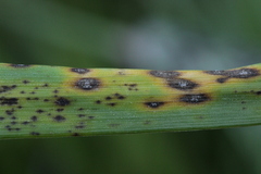 Mastigosporium album