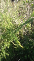 Asparagus africanus