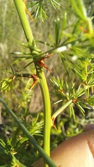 Asparagus africanus