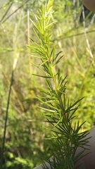 Asparagus africanus