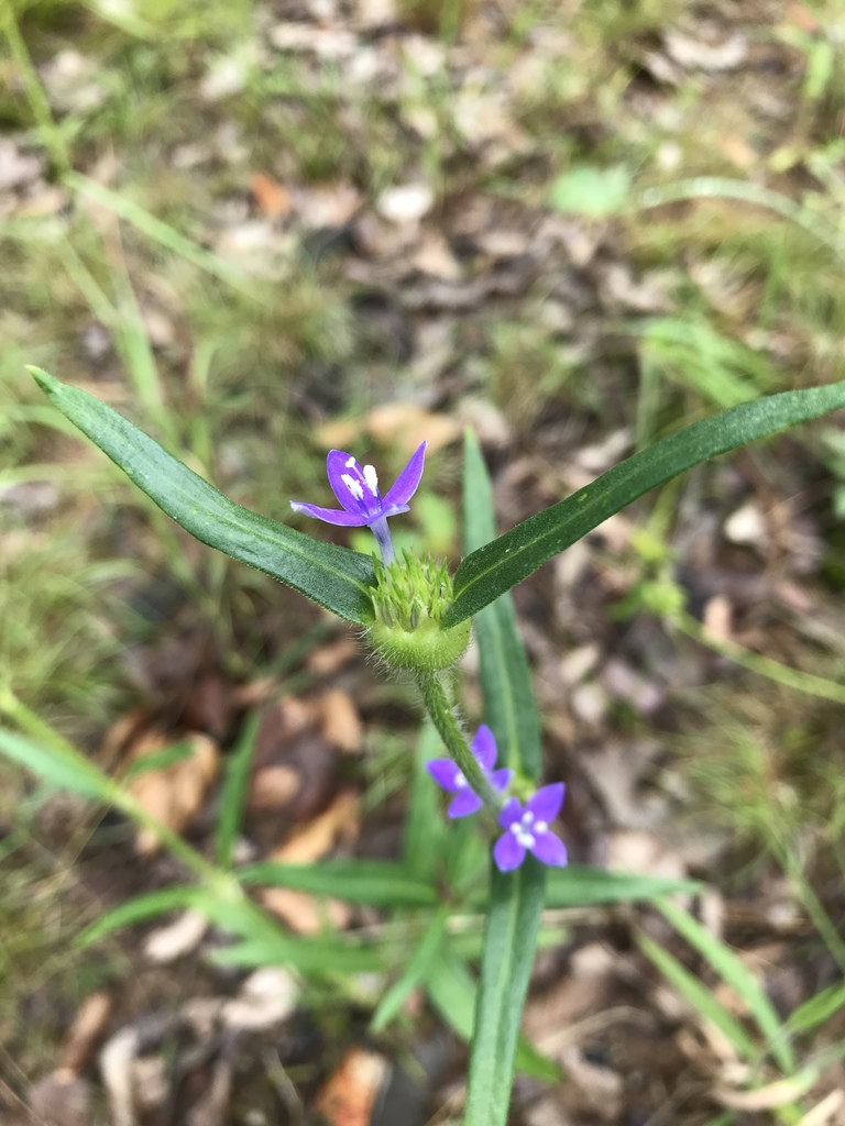 Spermacoce dibrachiata