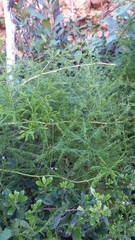 Asparagus africanus