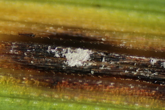 Mastigosporium album