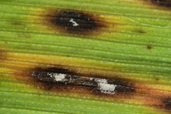 Mastigosporium album