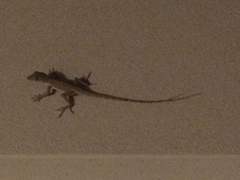 Anolis cristatellus cristatellus