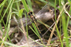 Leucorrhinia intacta