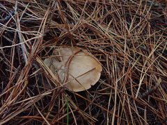 Rhodocybe piperita