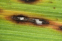 Mastigosporium album