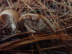 Rhodocybe piperita