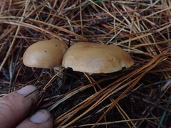 Rhodocybe piperita