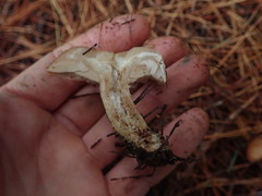 Rhodocybe piperita