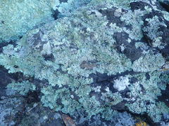 Heterodermia lutescens
