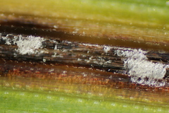 Mastigosporium album