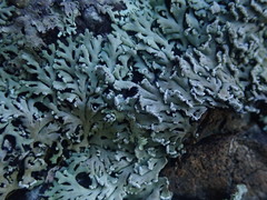 Heterodermia lutescens