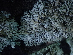Heterodermia lutescens