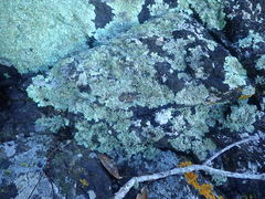 Heterodermia lutescens