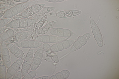 Mastigosporium album