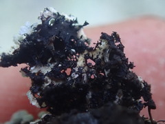 Heterodermia lutescens
