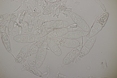 Mastigosporium album