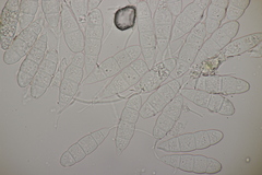 Mastigosporium album
