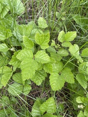 Rubus saxatilis
