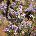 Olearia lanuginosa - Photo (c) Kym Nicolson, some rights reserved (CC BY), uploaded by Kym Nicolson