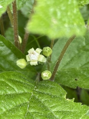 Rubus saxatilis