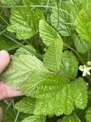 Rubus saxatilis
