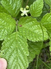 Rubus saxatilis