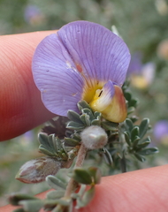 Lotononis sericophylla