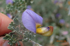 Lotononis sericophylla