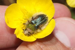 Pygopleurus humeralis