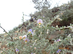 Lotononis sericophylla