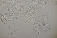 Mastigosporium album