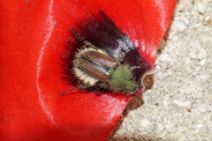 Pygopleurus diffusus