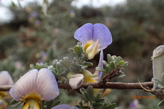 Lotononis sericophylla