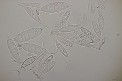 Mastigosporium album