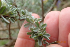 Lotononis sericophylla