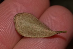 Pyrrosia rupestris