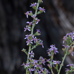 Olearia floribunda