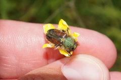 Pygopleurus humeralis